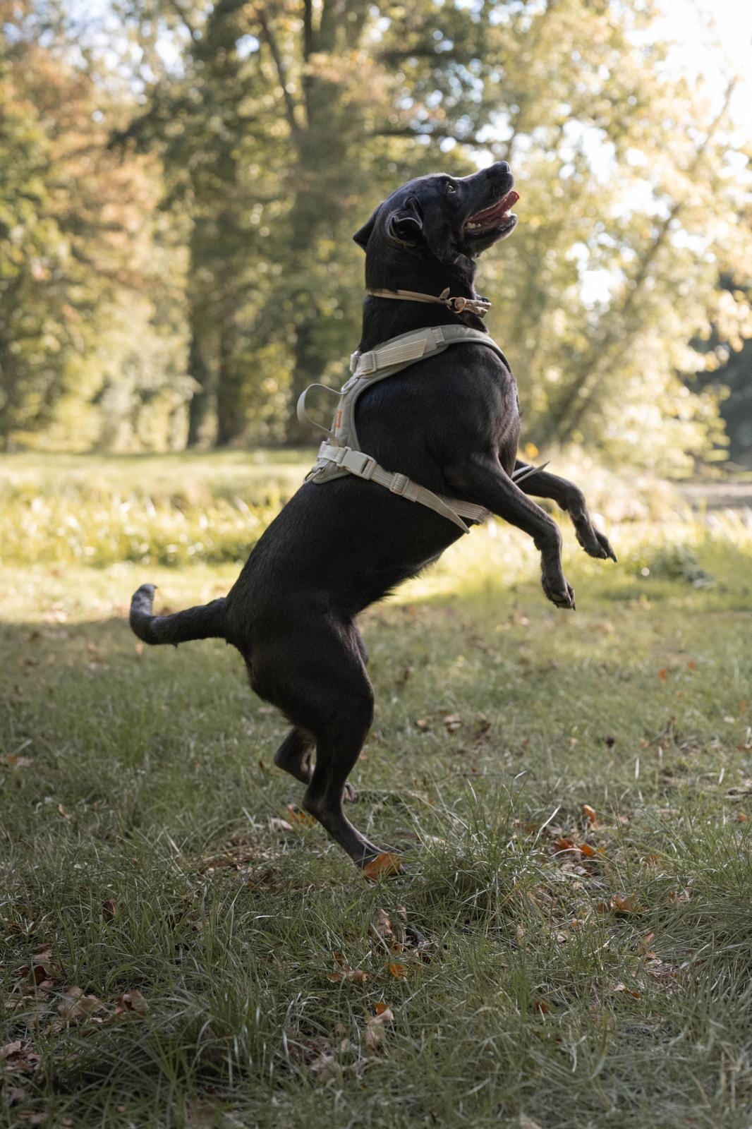 Schwarzer Labrador springt auf einer Wiese