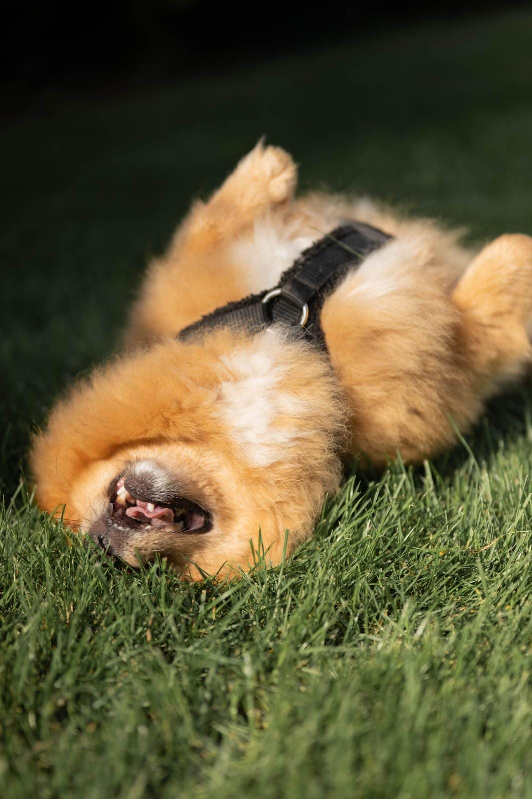 Spitz wälzt sich übermütig im Gras